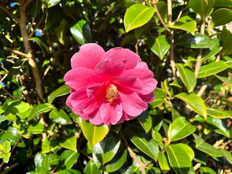 Camellia